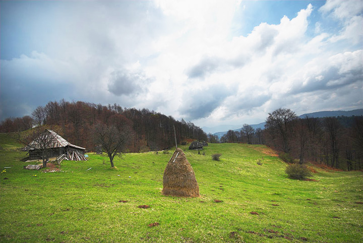 Read more about the article ZASADI DRVO, ZASADI SVOJ KISEONIK
